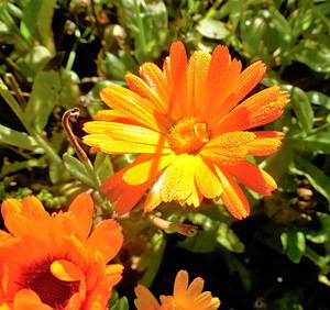 Ringelblumen Brauchtum