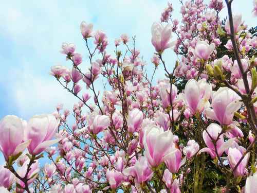 Tulpeenmagnolie im Frhling