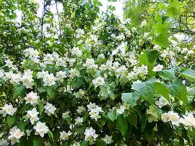 Bauernjasmin auch Pfeifenstrauch genannt